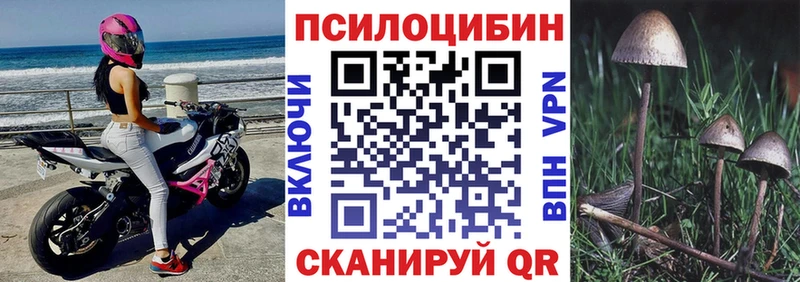 купить наркотики цена  Соль-Илецк  omg ссылки  Псилоцибиновые грибы Psilocybe 